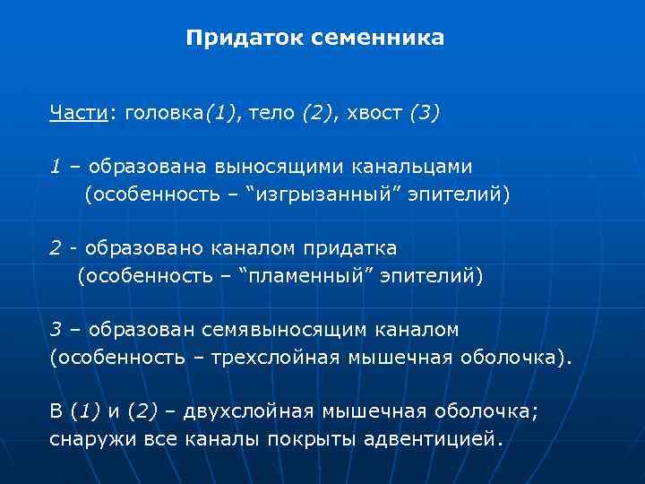 Придаток семенника Части: головка(1), тело (2), хвост (3) 1 – образована выносящими канальцами (особенность