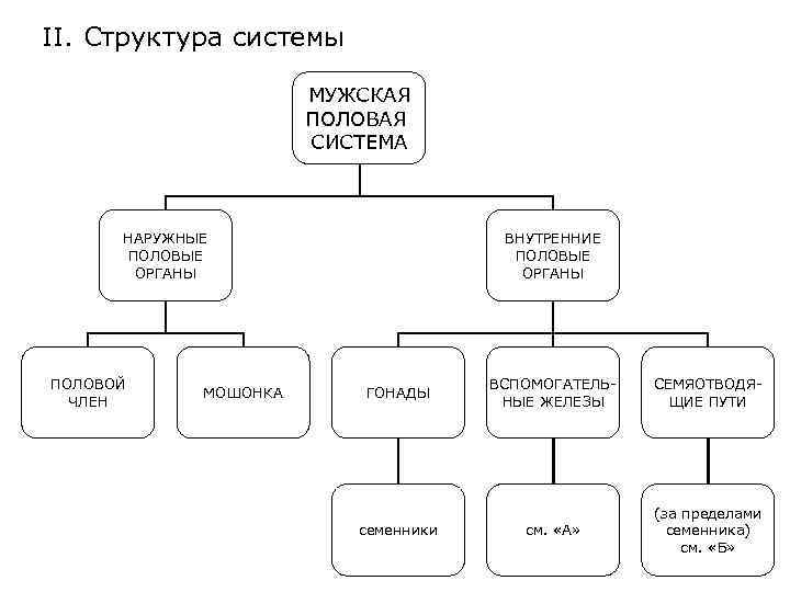 II. Структура системы МУЖСКАЯ ПОЛОВАЯ СИСТЕМА НАРУЖНЫЕ ПОЛОВЫЕ ОРГАНЫ ПОЛОВОЙ ЧЛЕН МОШОНКА ВНУТРЕННИЕ ПОЛОВЫЕ