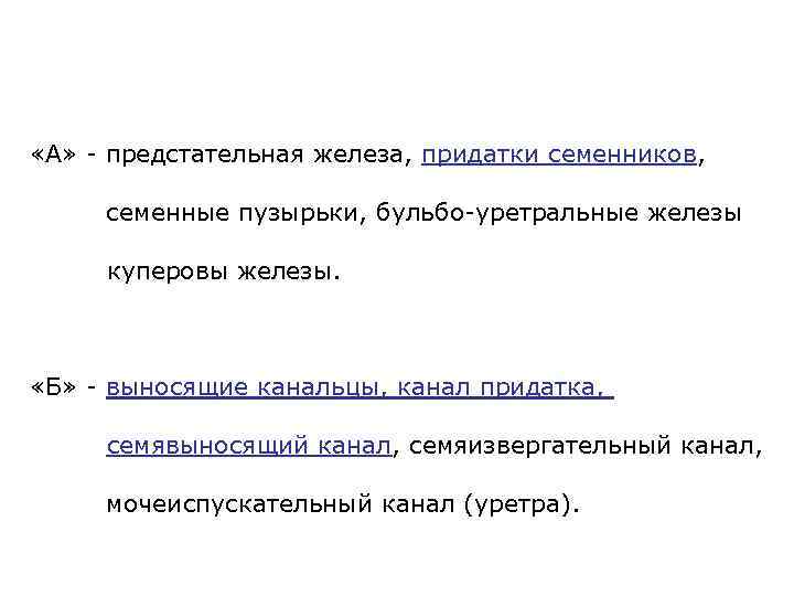  «А» - предстательная железа, придатки семенников, семенные пузырьки, бульбо-уретральные железы куперовы железы. «Б»