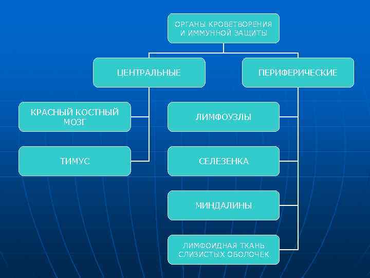 ОРГАНЫ КРОВЕТВОРЕНИЯ И ИММУННОЙ ЗАЩИТЫ ЦЕНТРАЛЬНЫЕ ПЕРИФЕРИЧЕСКИЕ КРАСНЫЙ КОСТНЫЙ МОЗГ ЛИМФОУЗЛЫ ТИМУС СЕЛЕЗЕНКА МИНДАЛИНЫ