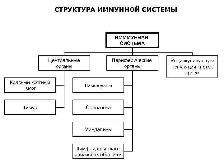 СТРУКТУРА ИММУННОЙ СИСТЕМЫ ИМММУННАЯ СИСТЕМА Центральные органы Периферические органы Красный костный мозг Лимфоузлы Тимус