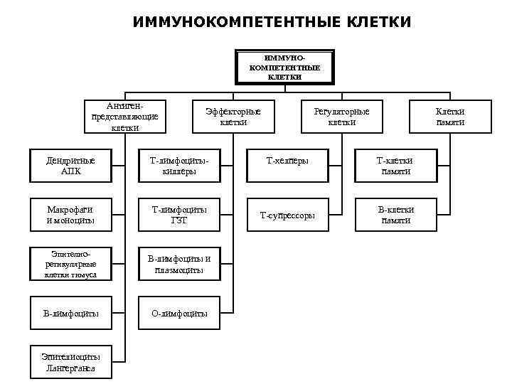 ИММУНОКОМПЕТЕНТНЫЕ КЛЕТКИ Антигенпредставляющие клетки Эффекторные клетки Дендритные АПК Т-лимфоцитыкиллеры Макрофаги и моноциты Т-лимфоциты ГЗТ