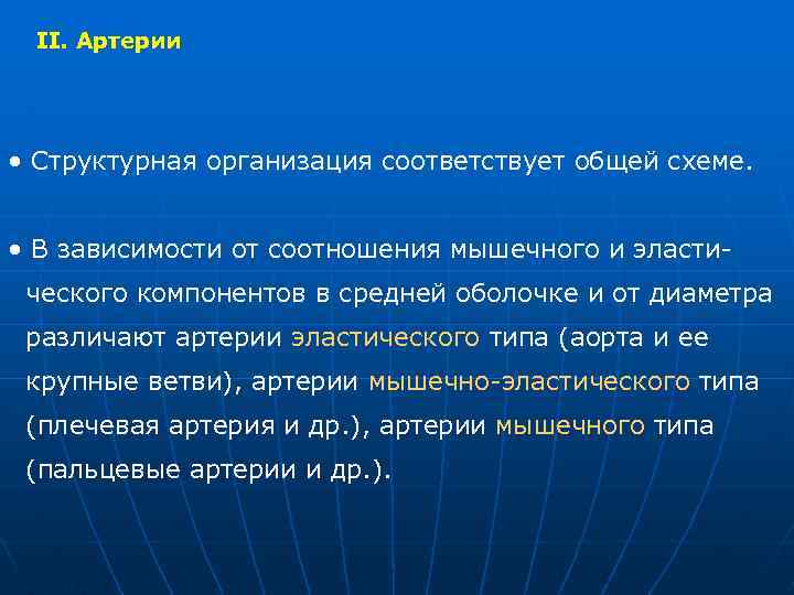 II. Артерии • Структурная организация соответствует общей схеме. • В зависимости от соотношения мышечного