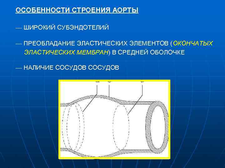 ОСОБЕННОСТИ СТРОЕНИЯ АОРТЫ — ШИРОКИЙ СУБЭНДОТЕЛИЙ — ПРЕОБЛАДАНИЕ ЭЛАСТИЧЕСКИХ ЭЛЕМЕНТОВ (ОКОНЧАТЫХ ЭЛАСТИЧЕСКИХ МЕМБРАН) В