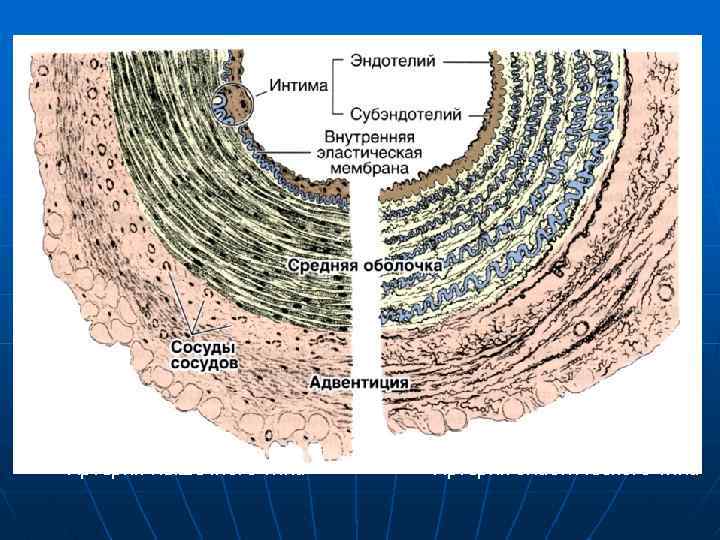 Артерия мышечного типа Артерия эластического типа 