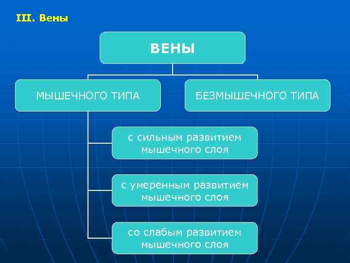 III. Вены ВЕНЫ МЫШЕЧНОГО ТИПА БЕЗМЫШЕЧНОГО ТИПА с сильным развитием мышечного слоя с умеренным