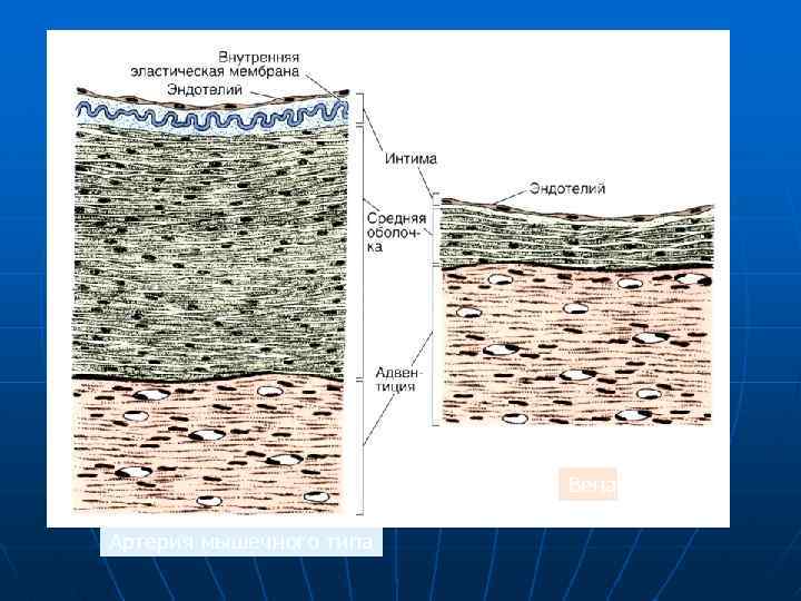 Вена Артерия мышечного типа 