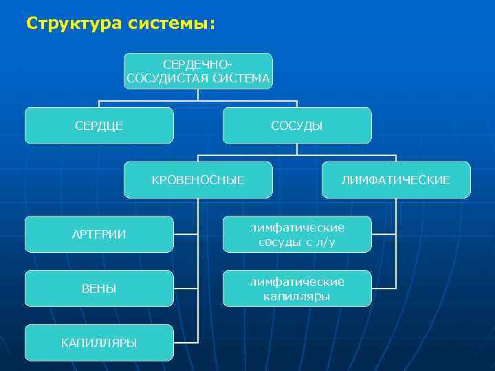 Структура системы: СЕРДЕЧНОСОСУДИСТАЯ СИСТЕМА СЕРДЦЕ СОСУДЫ КРОВЕНОСНЫЕ ЛИМФАТИЧЕСКИЕ АРТЕРИИ лимфатические сосуды с л/у ВЕНЫ