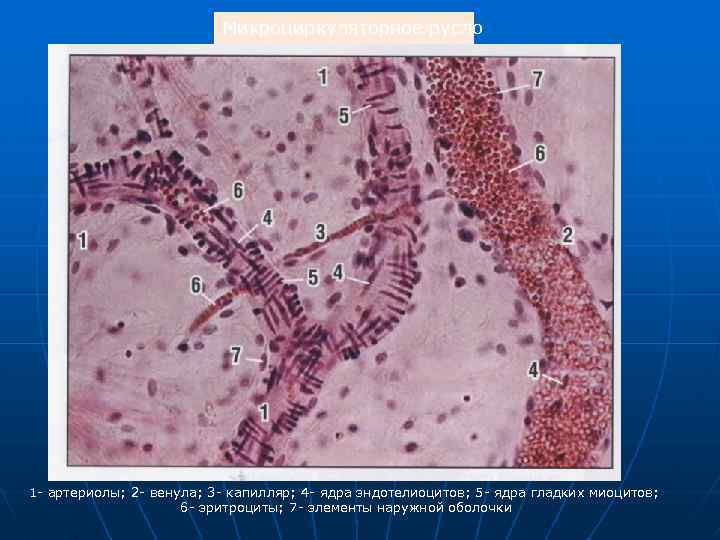 Микроциркуляторное русло 1 - артериолы; 2 - венула; 3 - капилляр; 4 - ядра