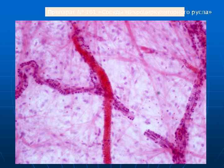 Препарат № 101 «Сосуды микроциркуляторного русла» 