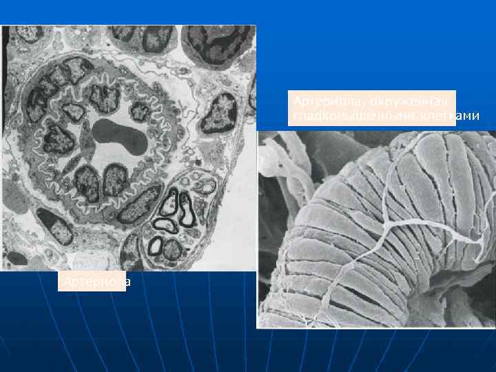 Артериола, окруженная гладкомышечными клетками Артериола 