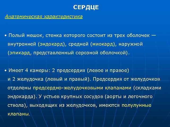 СЕРДЦЕ Анатомическая характеристика • Полый мешок, стенка которого состоит из трех оболочек — внутренней