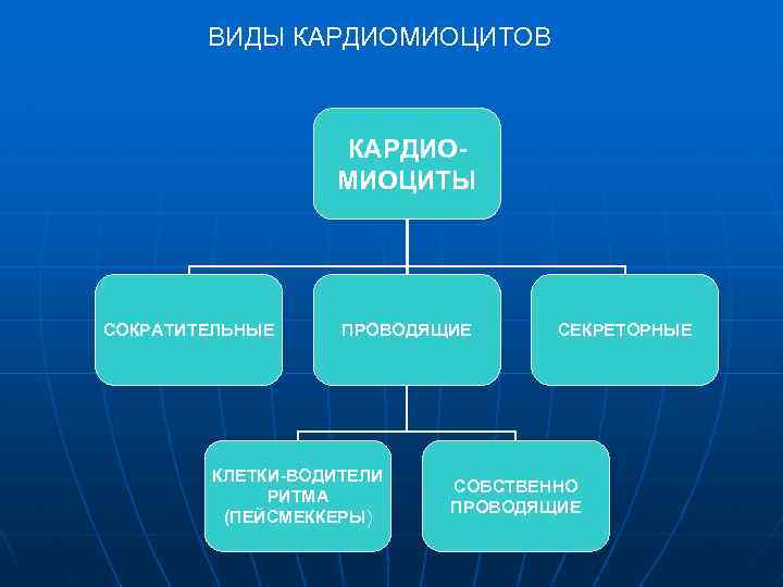 ВИДЫ КАРДИОМИОЦИТОВ КАРДИОМИОЦИТЫ СОКРАТИТЕЛЬНЫЕ ПРОВОДЯЩИЕ КЛЕТКИ-ВОДИТЕЛИ РИТМА (ПЕЙСМЕККЕРЫ) СЕКРЕТОРНЫЕ СОБСТВЕННО ПРОВОДЯЩИЕ 