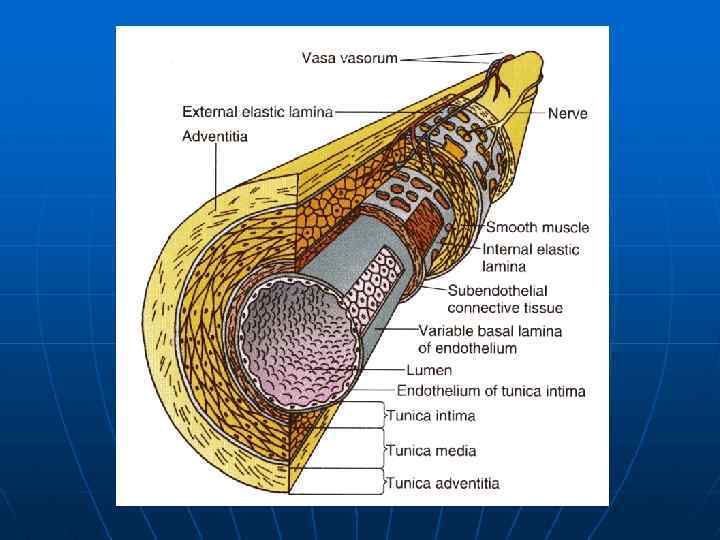 Адвентиция это. Адвентиция и ваза вазорум. Vasa Vasorum internae.