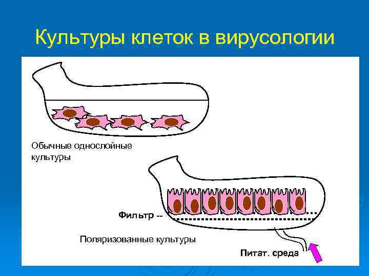 Культуры клеток в вирусологии Обычные однослойные культуры Фильтр -Поляризованные культуры Питат. среда 