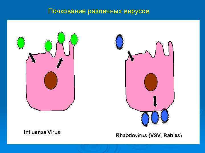 Почкование различных вирусов Influenza Virus Rhabdovirus (VSV, Rabies) 