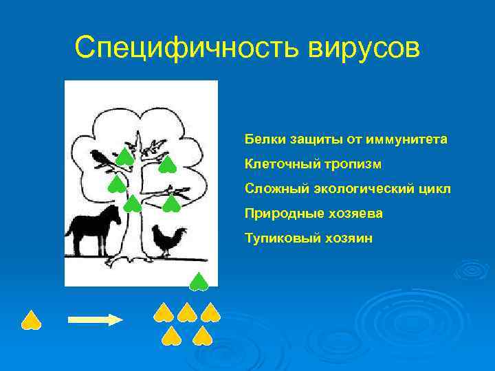 Специфичность вирусов Белки защиты от иммунитета Клеточный тропизм Сложный экологический цикл Природные хозяева Тупиковый