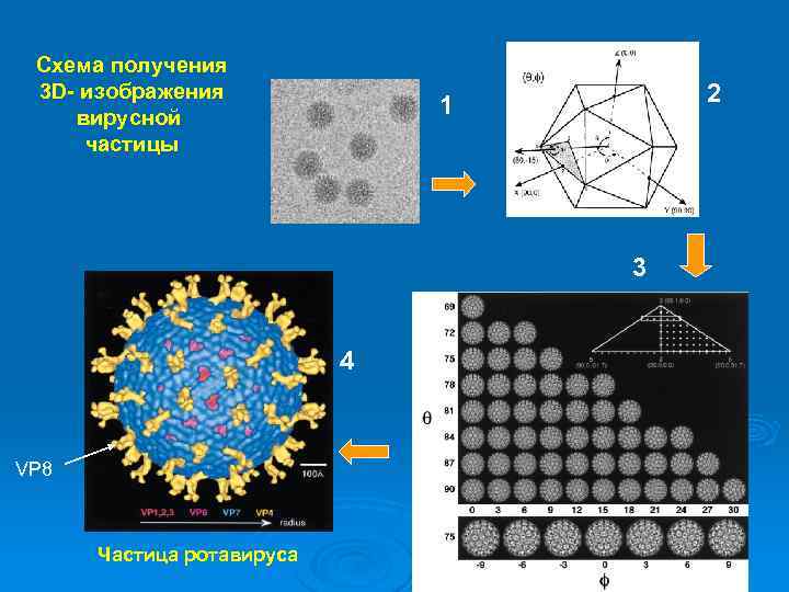 Схема получения 3 D- изображения вирусной частицы 2 1 3 4 VP 8 Частица