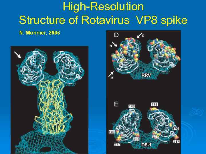 High-Resolution Structure of Rotavirus VP 8 spike N. Monnier, 2006 