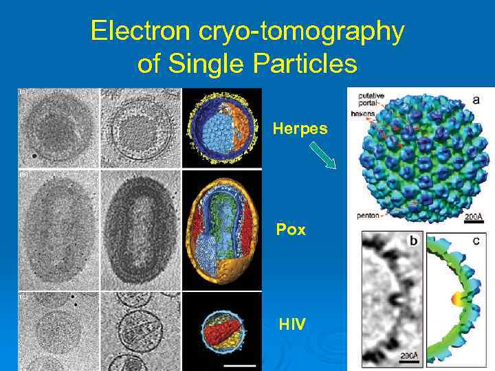 Electron cryo-tomography of Single Particles Herpes Pox HIV 