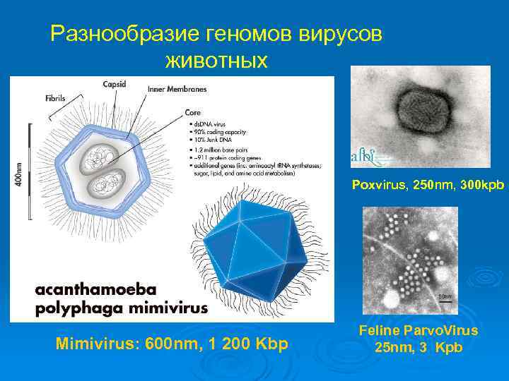 Разнообразие геномов вирусов животных Poxvirus, 250 nm, 300 kpb Mimivirus: 600 nm, 1 200