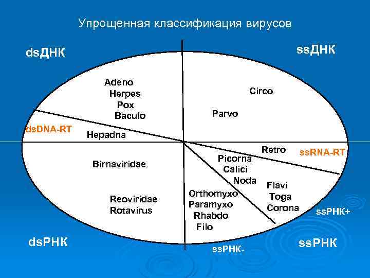 Упрощенная классификация вирусов ss. ДНК ds. ДНК Adeno Herpes Pox Baculo ds. DNA-RT Parvo