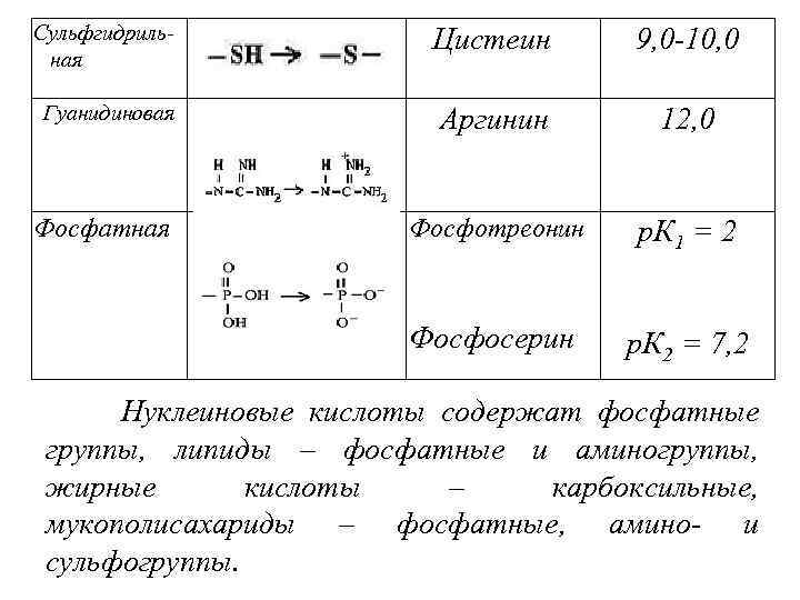 Сульфгидриль- ная Цистеин 9, 0 -10, 0 Гуанидиновая Аргинин 12, 0 Фосфатная Фосфотреонин р.