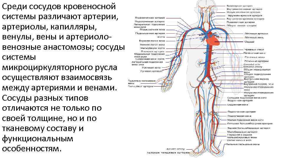 Среди сосудов кровеносной системы различают артерии, артериолы, капилляры, венулы, вены и артериоловенозные анастомозы; сосуды