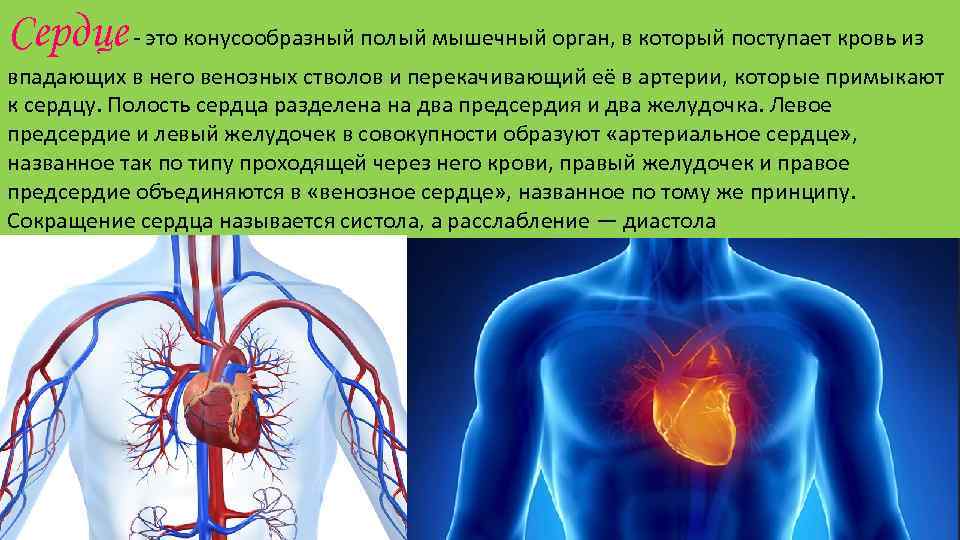 Сердце - это конусообразный полый мышечный орган, в который поступает кровь из впадающих в