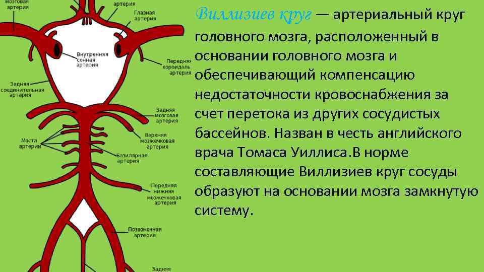 Виллизиев круг — артериальный круг головного мозга, расположенный в основании головного мозга и обеспечивающий