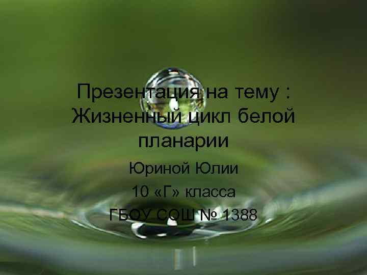 Презентация на тему : Жизненный цикл белой планарии Юриной Юлии 10 «Г» класса ГБОУ