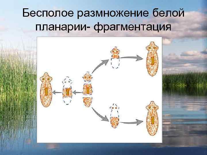 Белая планария жизненный цикл схема