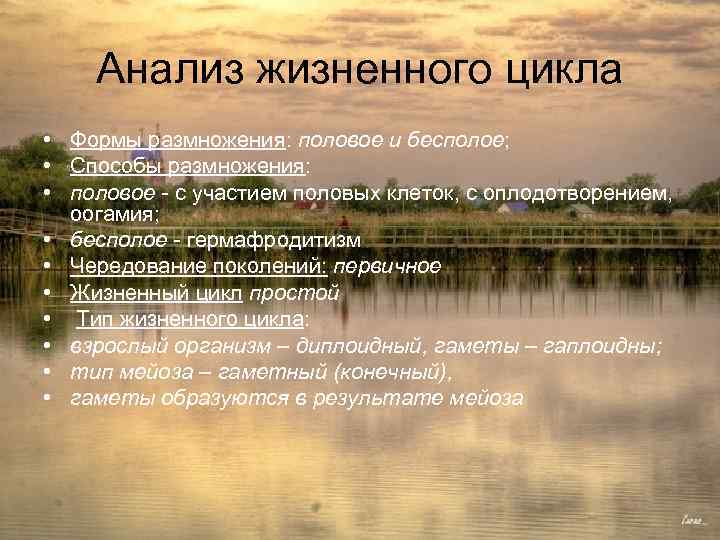 Анализ жизненного цикла • Формы размножения: половое и бесполое; • Способы размножения: • половое