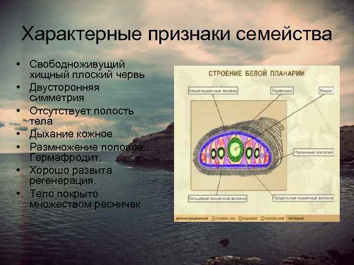 Характерные признаки семейства • Свободноживущий хищный плоский червь • Двусторонняя симметрия • Отсутствует полость