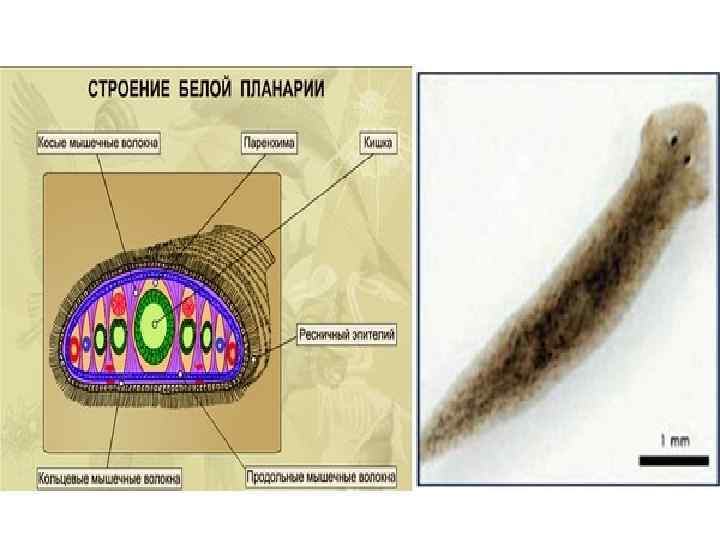 Белая планария жизненный цикл схема