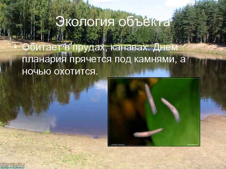 Экология объекта • Обитает в прудах, канавах. Днем планария прячется под камнями, а ночью