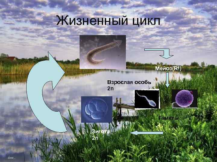 Жизненный цикл Мейоз(R!) я Взрослая особь 2 n X Гаметы Зигота 2 n 