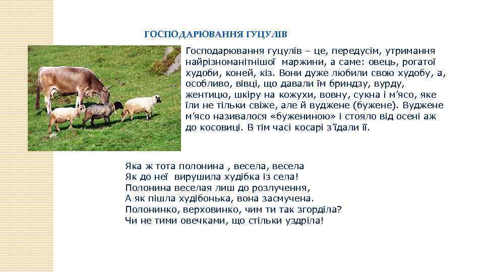 ГОСПОДАРЮВАННЯ ГУЦУЛІВ Господарювання гуцулів – це, передусім, утримання найрізноманітнішої маржини, а саме: овець, рогатої