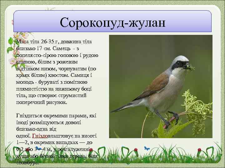 Сорокопуд-жулан Маса тіла 26 -35 г, довжина тіла близько 17 см. Самець - з