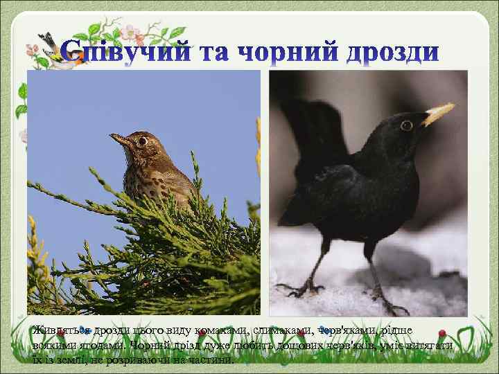 Живляться дрозди цього виду комахами, слимаками, черв'яками, рідше всякими ягодами. Чорний дрізд дуже любить