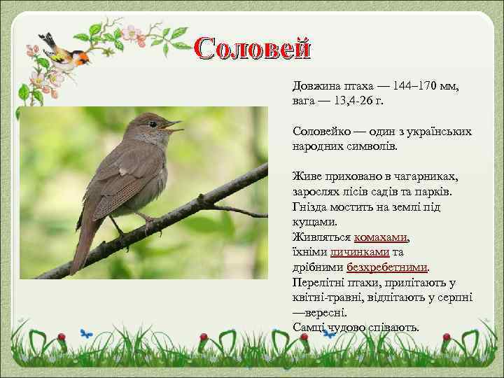 Соловей Довжина птаха — 144– 170 мм, вага — 13, 4 -26 г. Соловейко