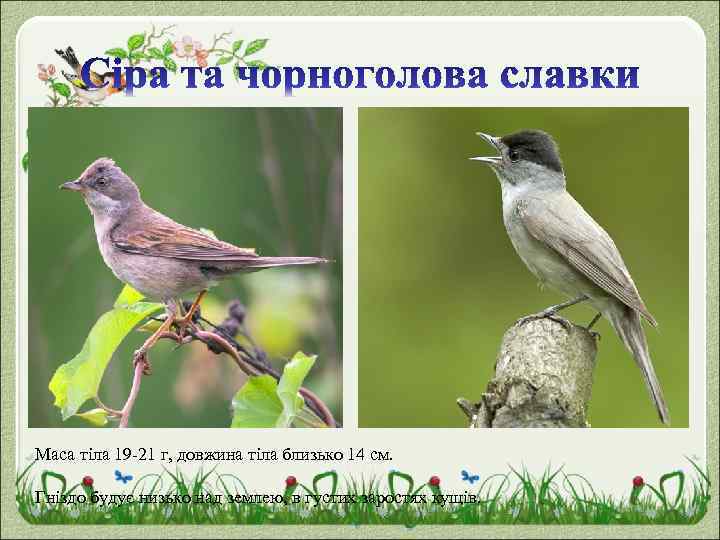 Маса тіла 19 -21 г, довжина тіла близько 14 см. Гніздо будує низько над
