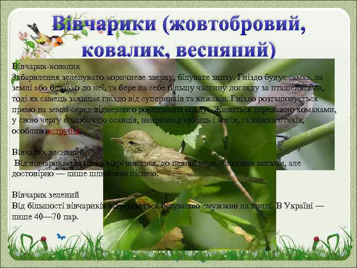 Вівчарики (жовтобровий, ковалик, весняний) Вівчарик-ковалик Забарвлення зеленувато-коричневе зверху, білувате знизу. Гніздо будує самка, на