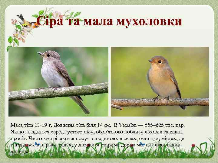 Сіра та мала мухоловки Маса тіла 13 -19 г. Довжина тіла біля 14 см.