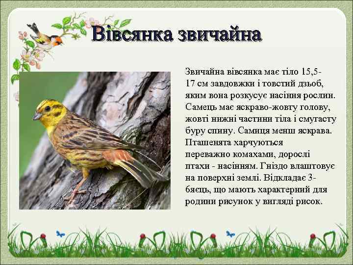 Вівсянка звичайна Звичайна вівсянка має тіло 15, 517 см завдовжки і товстий дзьоб, яким