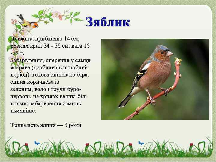 Зяблик Довжина приблизно 14 см, розмах крил 24 - 28 см, вага 18 -29