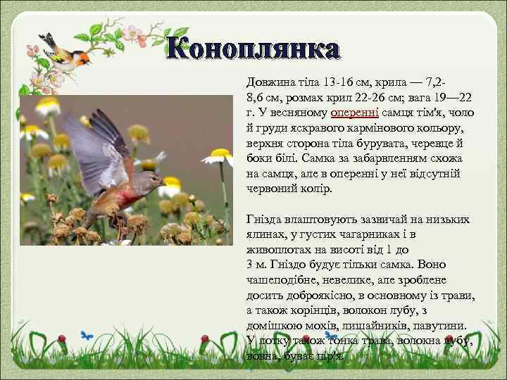 Коноплянка Довжина тіла 13 -16 см, крила — 7, 28, 6 см, розмах крил