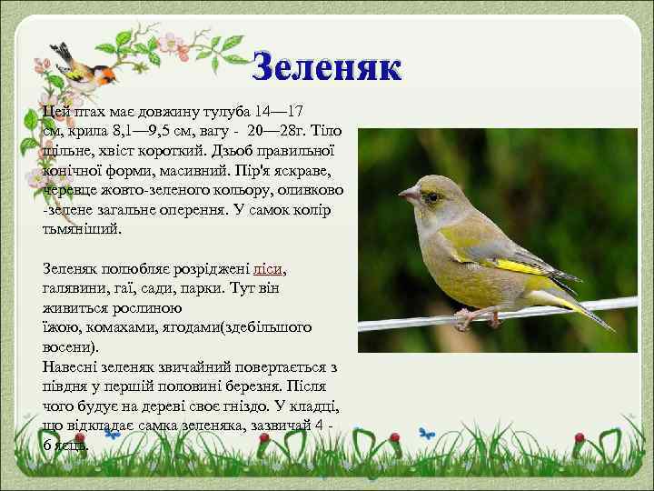 Зеленяк Цей птах має довжину тулуба 14— 17 см, крила 8, 1— 9, 5