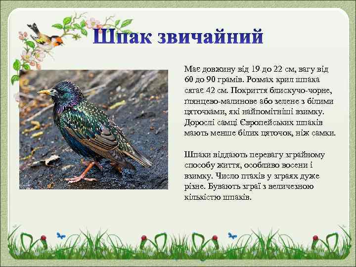Має довжину від 19 до 22 см, вагу від 60 до 90 грамів. Розмах