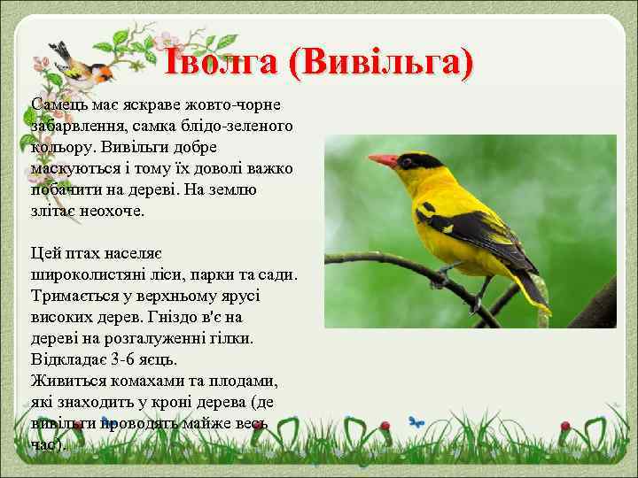 Іволга (Вивільга) Самець має яскраве жовто-чорне забарвлення, самка блідо-зеленого кольору. Вивільги добре маскуються і